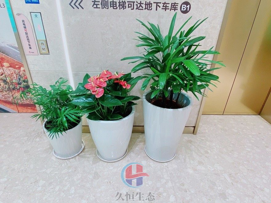 大厅柱子绿植摆放租摆