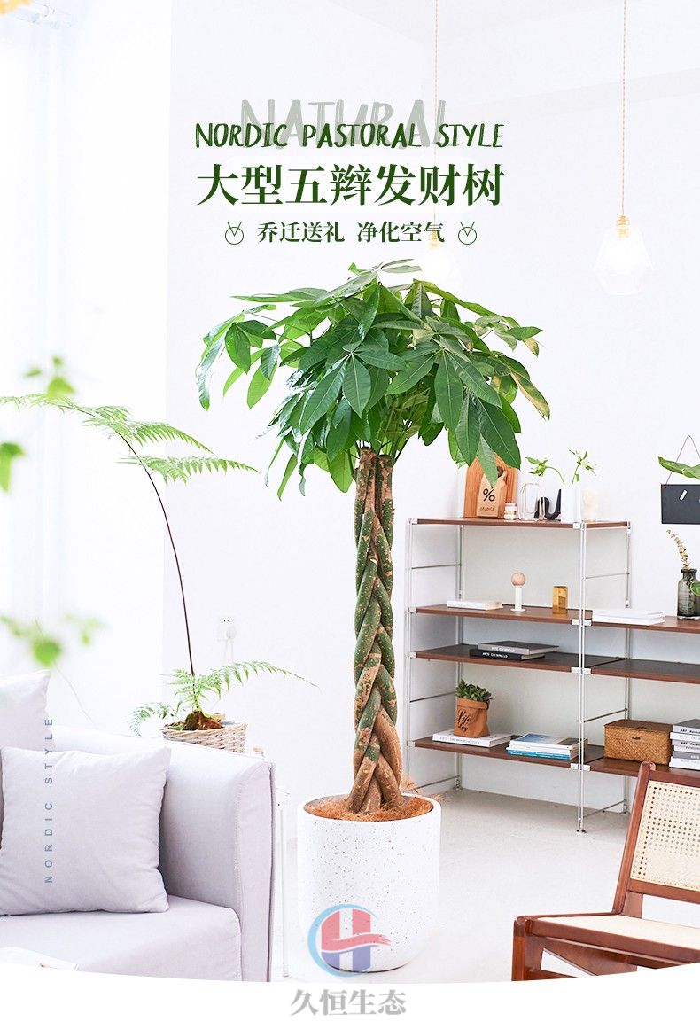 五编发财树