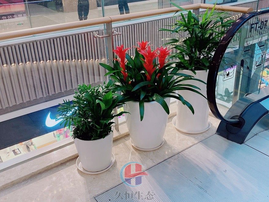 手扶电梯口绿植摆放