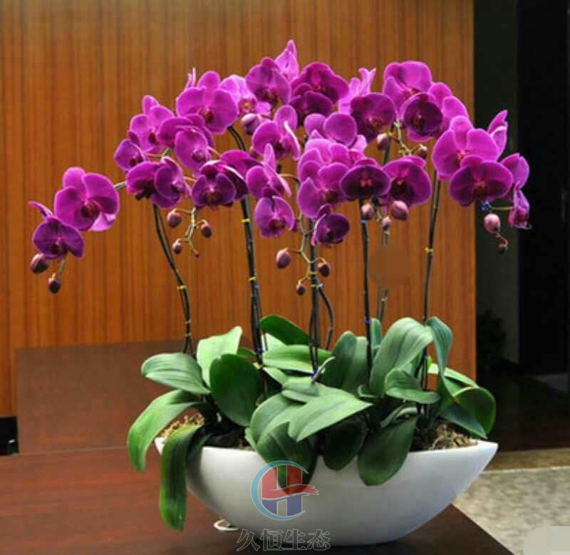 蝴蝶兰