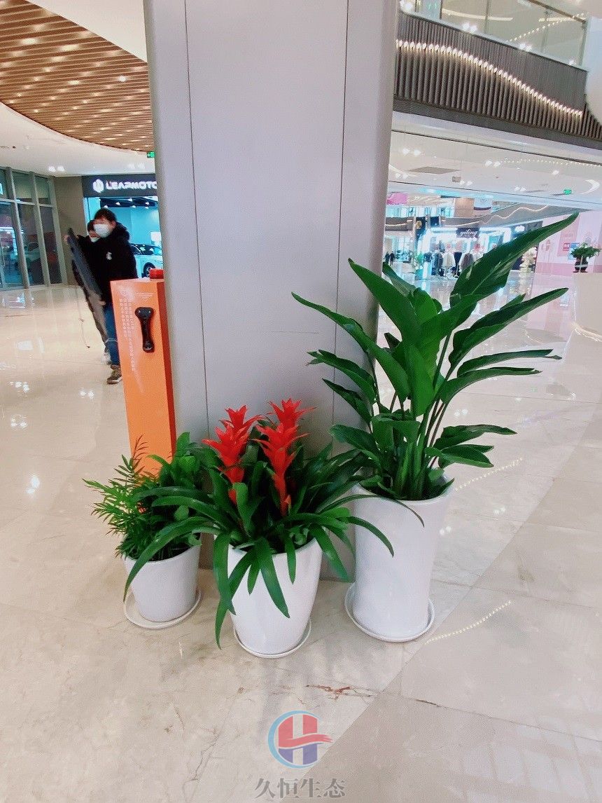 公司大厅柱子花木组合摆放