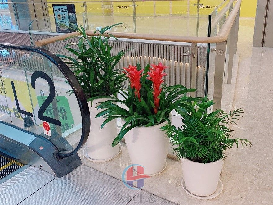 商场电梯边花卉摆放