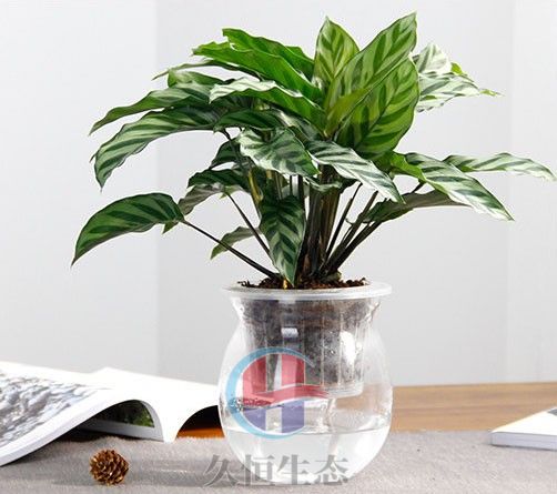 水培翠叶竹芋