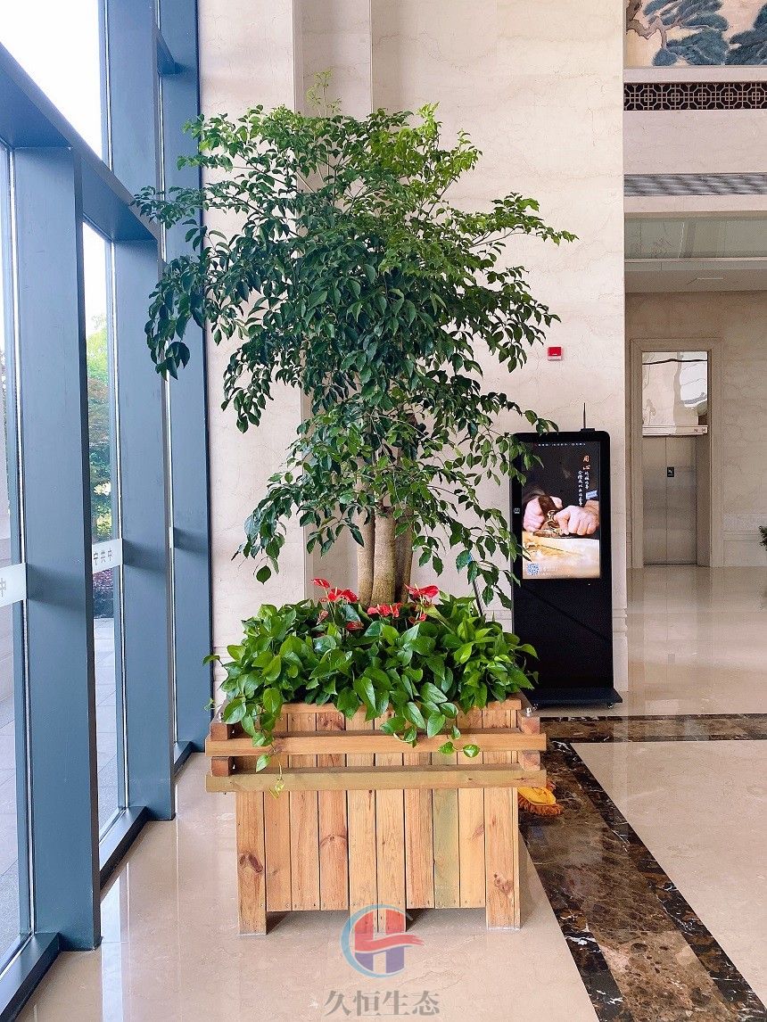 集团大厅木箱绿植摆放