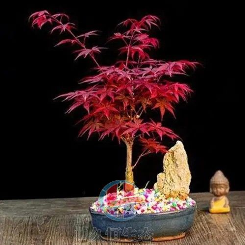 红枫盆景